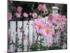 Pink Flowers by White Picket Fence, Langley, Whidbey Island, Washington, USA-Merrill Images-Mounted Photographic Print
