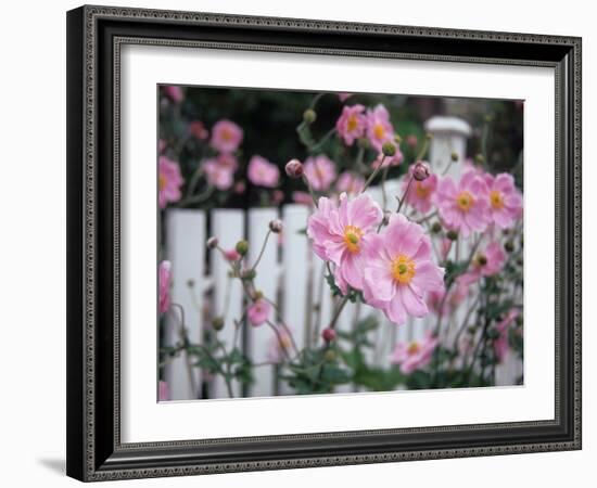 Pink Flowers by White Picket Fence, Langley, Whidbey Island, Washington, USA-Merrill Images-Framed Photographic Print