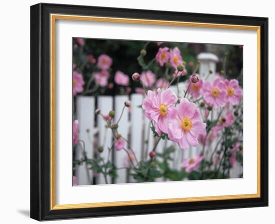 Pink Flowers by White Picket Fence, Langley, Whidbey Island, Washington, USA-Merrill Images-Framed Photographic Print