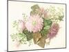 Pink Flowers (Dahlia), Card-null-Mounted Giclee Print