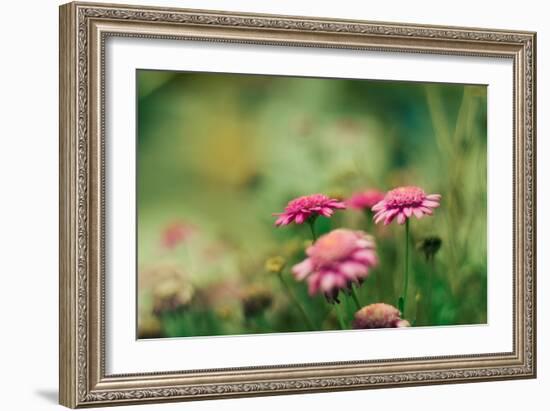 Pink Flowers Outdoors-Carolina Hernandez-Framed Photographic Print