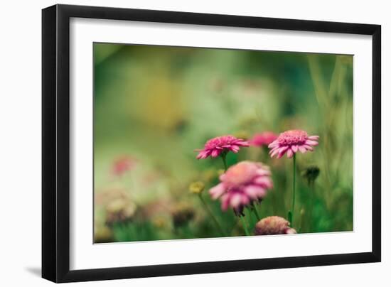 Pink Flowers Outdoors-Carolina Hernandez-Framed Photographic Print