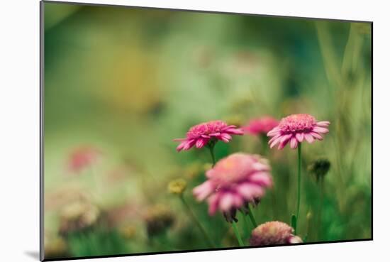 Pink Flowers Outdoors-Carolina Hernandez-Mounted Photographic Print