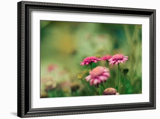 Pink Flowers Outdoors-Carolina Hernandez-Framed Photographic Print