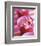 Pink Flowers-Amelie Vuillon-Framed Art Print