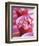 Pink Flowers-Amelie Vuillon-Framed Art Print