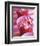 Pink Flowers-Amelie Vuillon-Framed Art Print