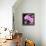 Pink Flowers-null-Framed Premier Image Canvas displayed on a wall