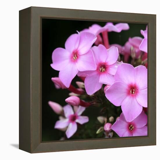 Pink Flowers-null-Framed Premier Image Canvas