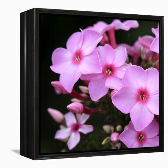 Pink Flowers-null-Framed Premier Image Canvas