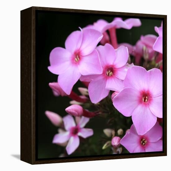 Pink Flowers-null-Framed Premier Image Canvas