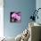 Pink Flowers-null-Framed Premier Image Canvas displayed on a wall