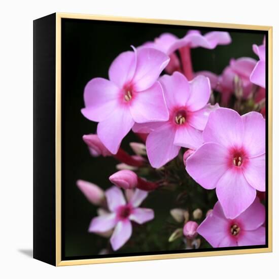 Pink Flowers-null-Framed Premier Image Canvas