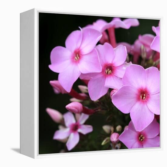 Pink Flowers-null-Framed Premier Image Canvas