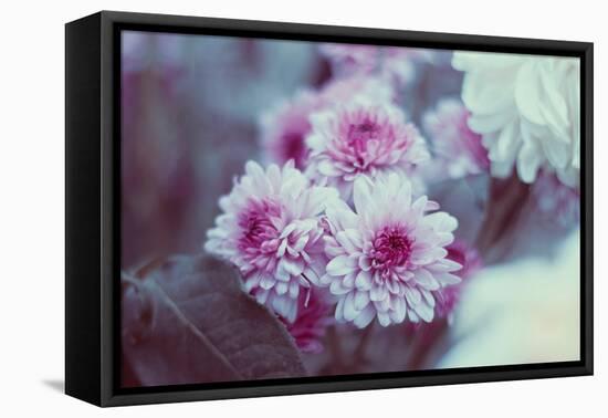 Pink Flowers-Carolina Hernandez-Framed Premier Image Canvas