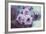 Pink Flowers-Carolina Hernandez-Framed Photographic Print