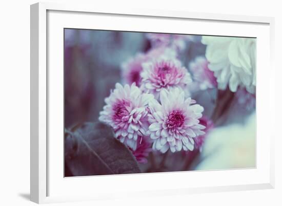 Pink Flowers-Carolina Hernandez-Framed Photographic Print