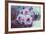 Pink Flowers-Carolina Hernandez-Framed Photographic Print