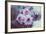 Pink Flowers-Carolina Hernandez-Framed Photographic Print