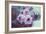 Pink Flowers-Carolina Hernandez-Framed Photographic Print