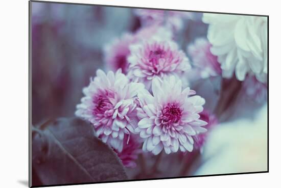 Pink Flowers-Carolina Hernandez-Mounted Photographic Print
