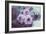 Pink Flowers-Carolina Hernandez-Framed Photographic Print