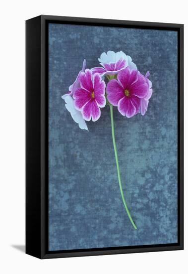 Pink Flowers-Den Reader-Framed Premier Image Canvas