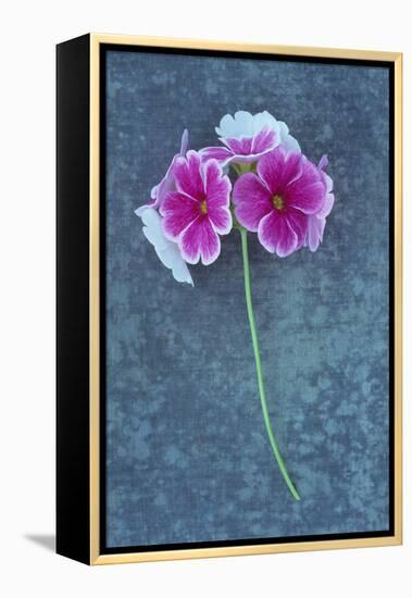 Pink Flowers-Den Reader-Framed Premier Image Canvas