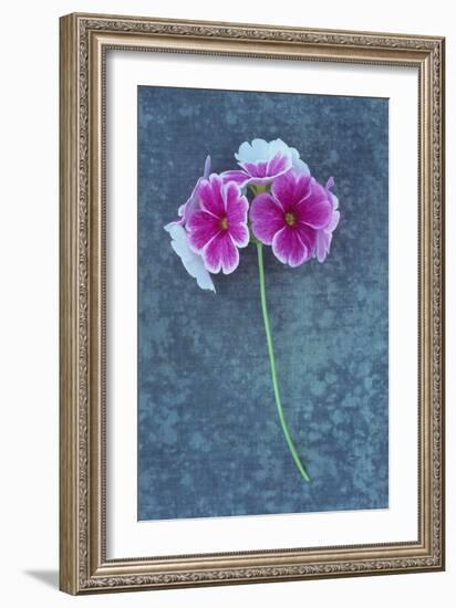 Pink Flowers-Den Reader-Framed Photographic Print