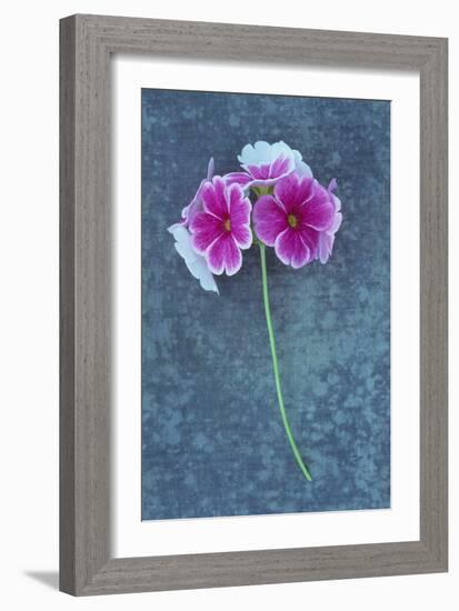 Pink Flowers-Den Reader-Framed Photographic Print