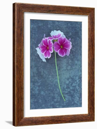 Pink Flowers-Den Reader-Framed Photographic Print