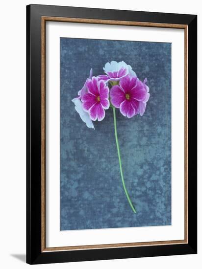 Pink Flowers-Den Reader-Framed Photographic Print