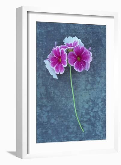 Pink Flowers-Den Reader-Framed Photographic Print