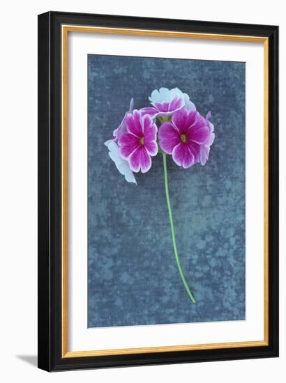 Pink Flowers-Den Reader-Framed Photographic Print