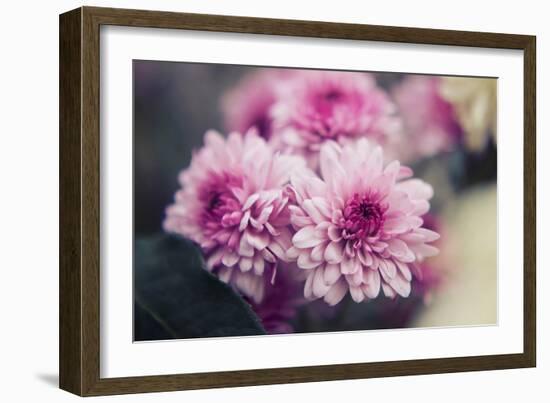 Pink Flowers-Carolina Hernandez-Framed Photographic Print