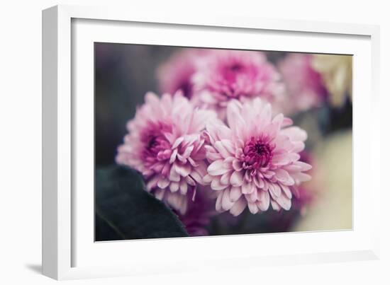 Pink Flowers-Carolina Hernandez-Framed Photographic Print