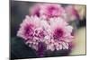 Pink Flowers-Carolina Hernandez-Mounted Photographic Print