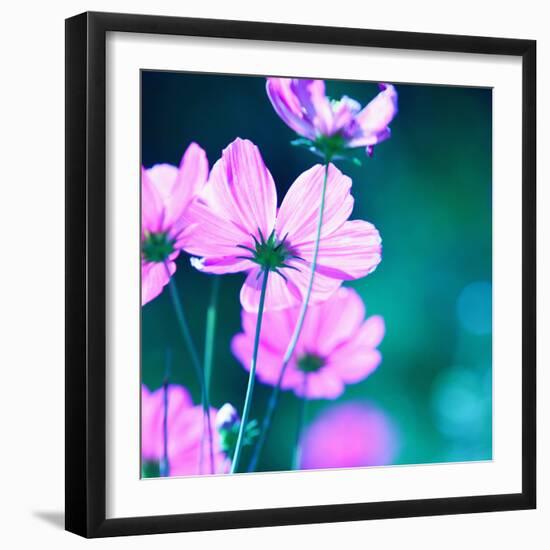 Pink Flowers-null-Framed Photographic Print