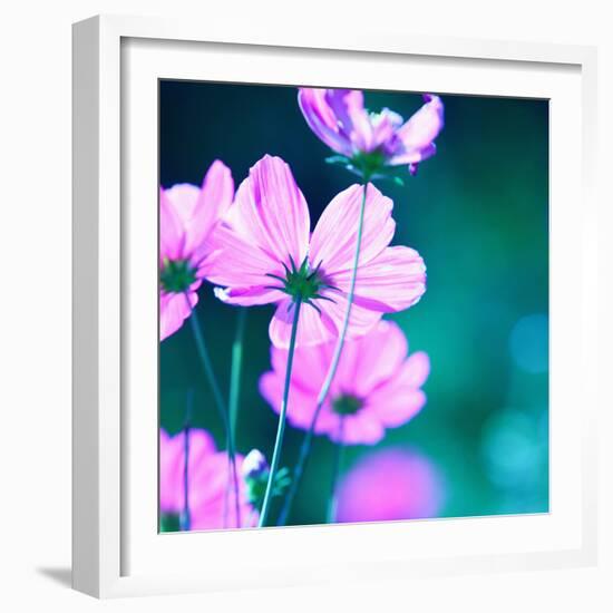 Pink Flowers-null-Framed Photographic Print