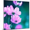 Pink Flowers-null-Mounted Photographic Print