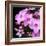 Pink Flowers-null-Framed Photographic Print