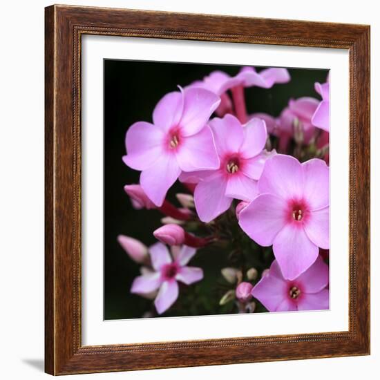 Pink Flowers-null-Framed Photographic Print