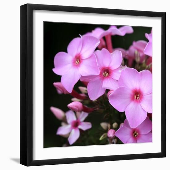 Pink Flowers-null-Framed Photographic Print