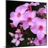 Pink Flowers-null-Mounted Photographic Print