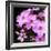 Pink Flowers-null-Framed Photographic Print