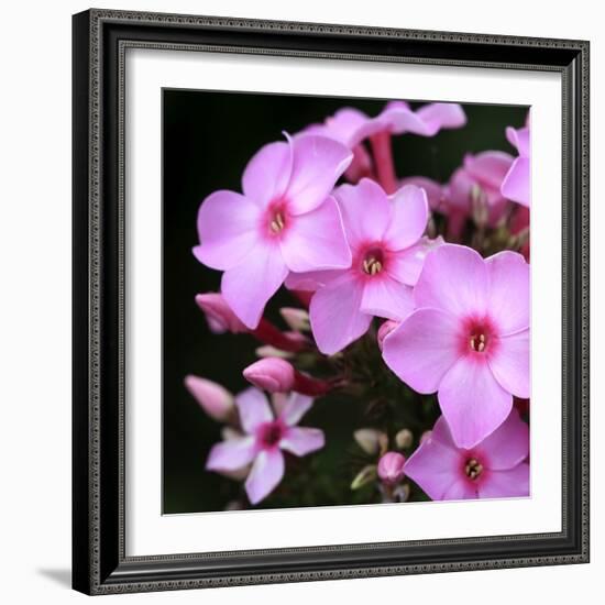 Pink Flowers-null-Framed Photographic Print