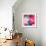 Pink Flowers-null-Framed Photographic Print displayed on a wall