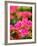 Pink Flowers-Anna Miller-Framed Photographic Print