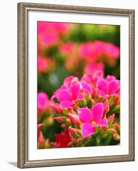 Pink Flowers-Anna Miller-Framed Photographic Print