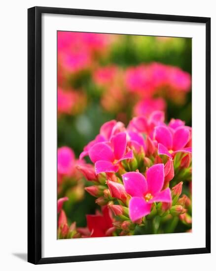 Pink Flowers-Anna Miller-Framed Photographic Print